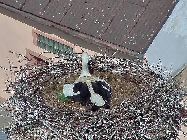 Capi_Dubne_20150512_100022.jpg (958 x 718)