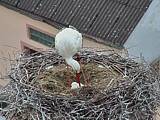 Capi_Dubne_20150515_185022.jpg