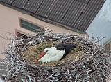 Capi_Dubne_20150516_190022.jpg