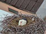 Capi_Dubne_20150519_182022.jpg