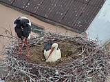 Capi_Dubne_20150522_151023.jpg