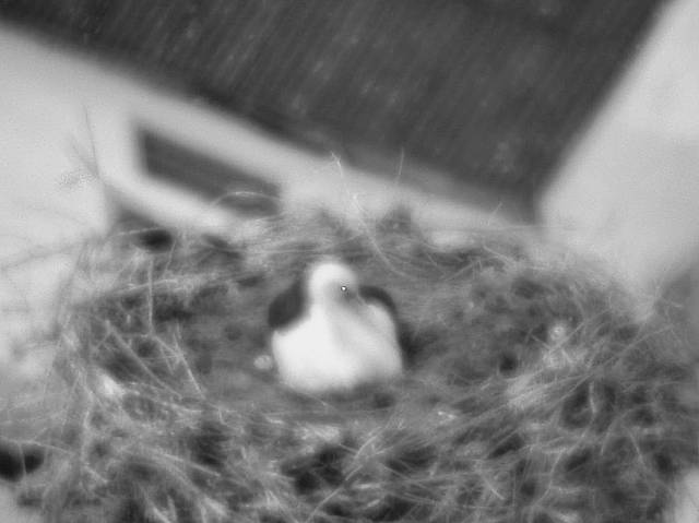 Capi_Dubne_20150527_050006.jpg (1438 x 1078)