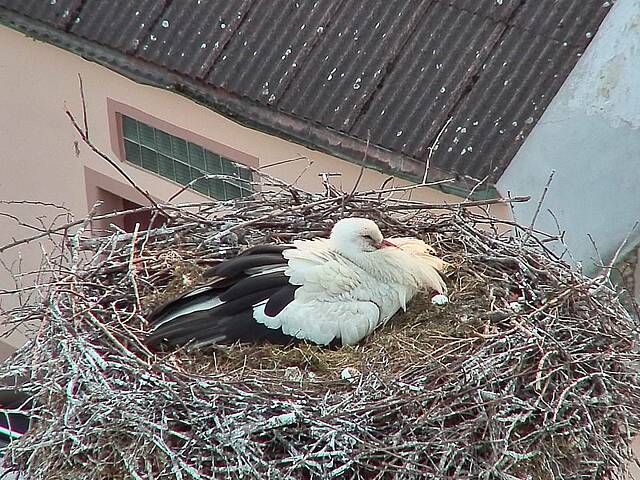 Capi_Dubne_20150528_203505.jpg (1438 x 1078)
