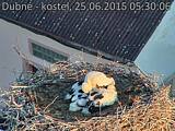 Capi_Dubne_20150625_053006.jpg