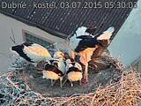 Capi_Dubne_20150703_053003.jpg