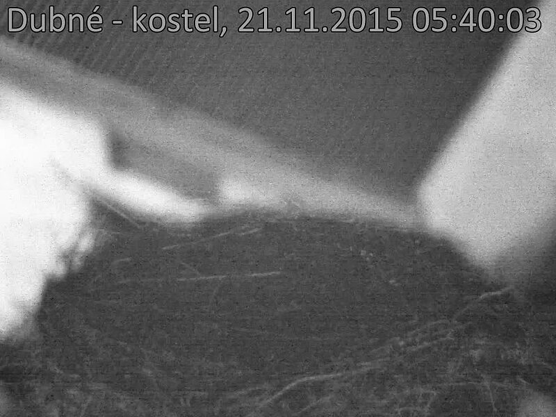 Capi_Dubne_20151121_054003.jpg (960 x 720)