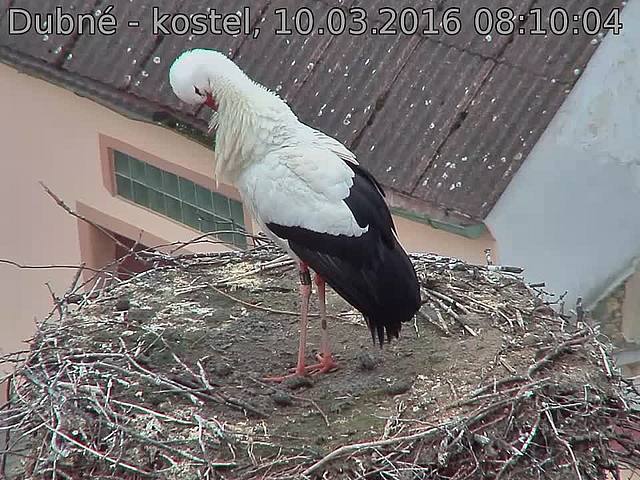 Capi_Dubne_20160310_081004.jpg (960 x 720)