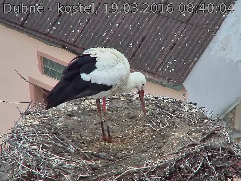 Capi_Dubne_20160319_084004.jpg (960 x 720)