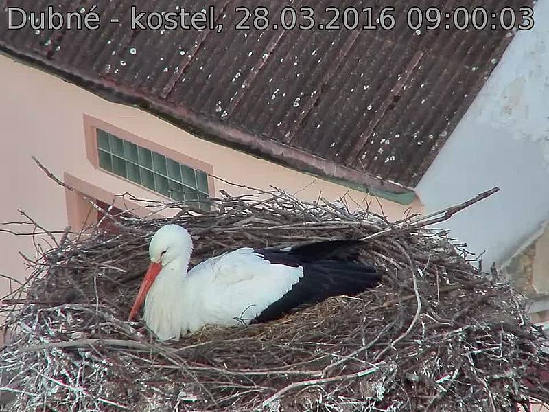 Capi_Dubne_20160328_090003.jpg (960 x 720)
