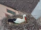 Capi_Dubne_20160415_151303.jpg