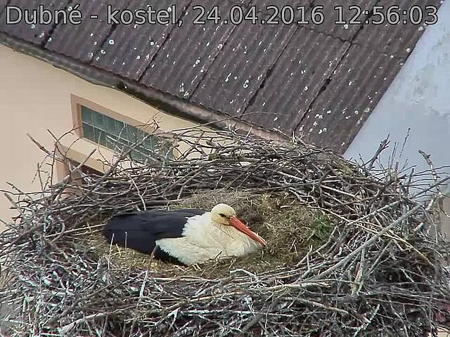 Capi_Dubne_20160424_125604.jpg (960 x 720)
