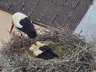 Capi_Dubne_20160424_163904.jpg (960 x 720)