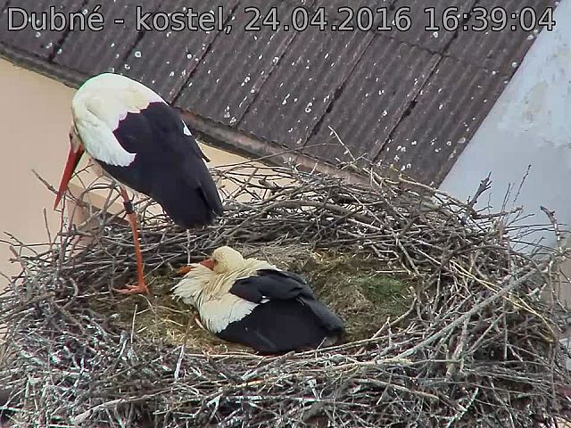Capi_Dubne_20160424_163904.jpg (960 x 720)