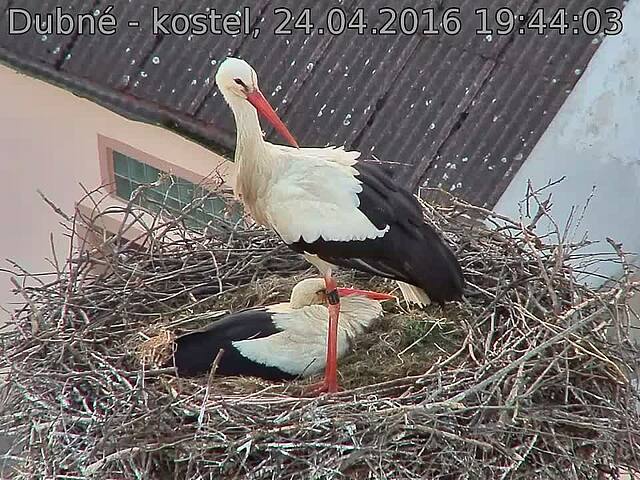 Capi_Dubne_20160424_194403.jpg (960 x 720)