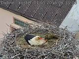 Capi_Dubne_20160501_063103.jpg