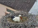 Capi_Dubne_20160501_165305.jpg