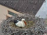 Capi_Dubne_20160501_165503.jpg