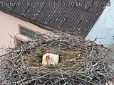 Capi_Dubne_20160501_200503.jpg