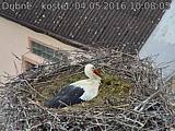 Capi_Dubne_20160504_100805.jpg