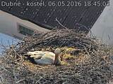 Capi_Dubne_20160506_184503.jpg