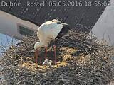 Capi_Dubne_20160506_185503.jpg