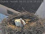 Capi_Dubne_20160506_190503.jpg