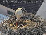 Capi_Dubne_20160508_184404.jpg