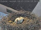 Capi_Dubne_20160508_185804.jpg