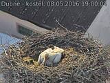 Capi_Dubne_20160508_190004.jpg