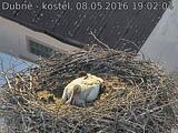 Capi_Dubne_20160508_190204.jpg