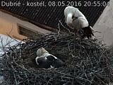 Capi_Dubne_20160508_205504.jpg