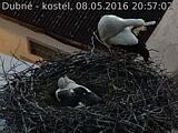 Capi_Dubne_20160508_205702.jpg