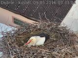 Capi_Dubne_20160509_053304.jpg