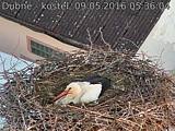 Capi_Dubne_20160509_053604.jpg