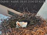 Capi_Dubne_20160509_054204.jpg