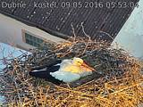 Capi_Dubne_20160509_055304.jpg