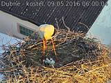 Capi_Dubne_20160509_060004.jpg