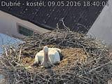 Capi_Dubne_20160509_184004.jpg