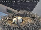 Capi_Dubne_20160509_184404.jpg