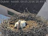 Capi_Dubne_20160509_184904.jpg