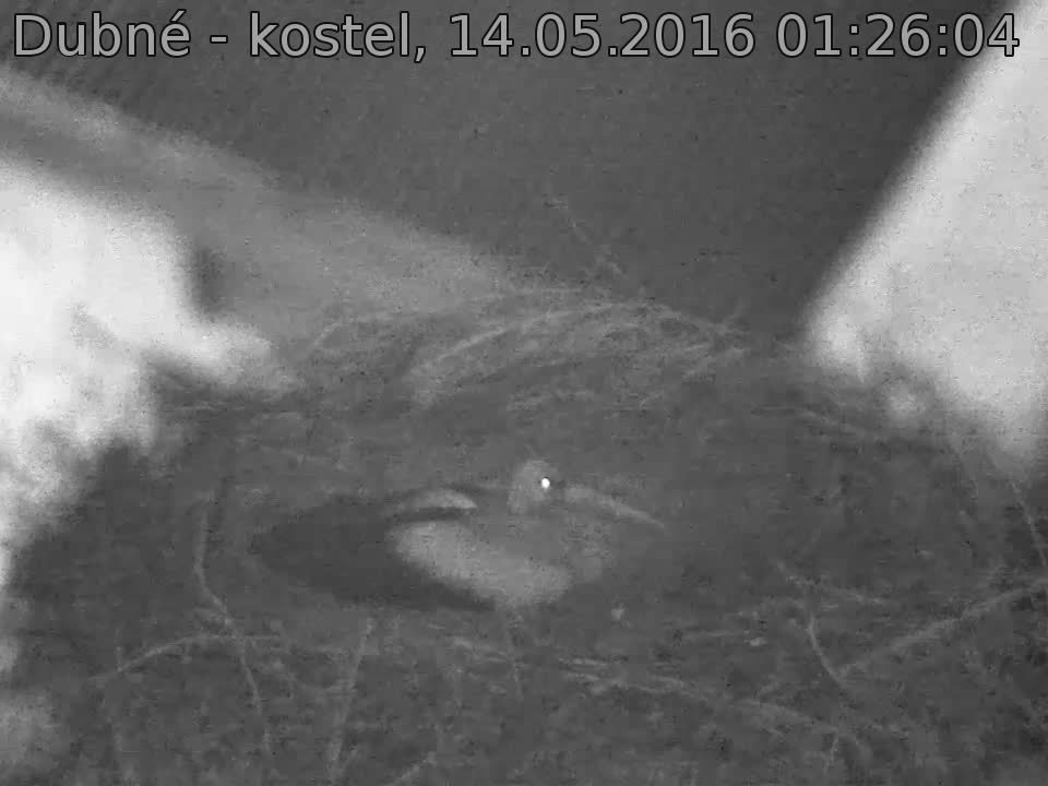 Capi_Dubne_20160514_012604.jpg (960 x 720)