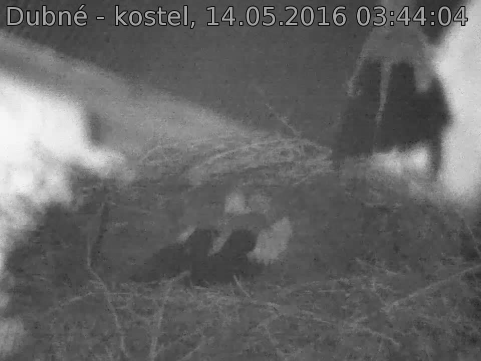 Capi_Dubne_20160514_034404.jpg (960 x 720)