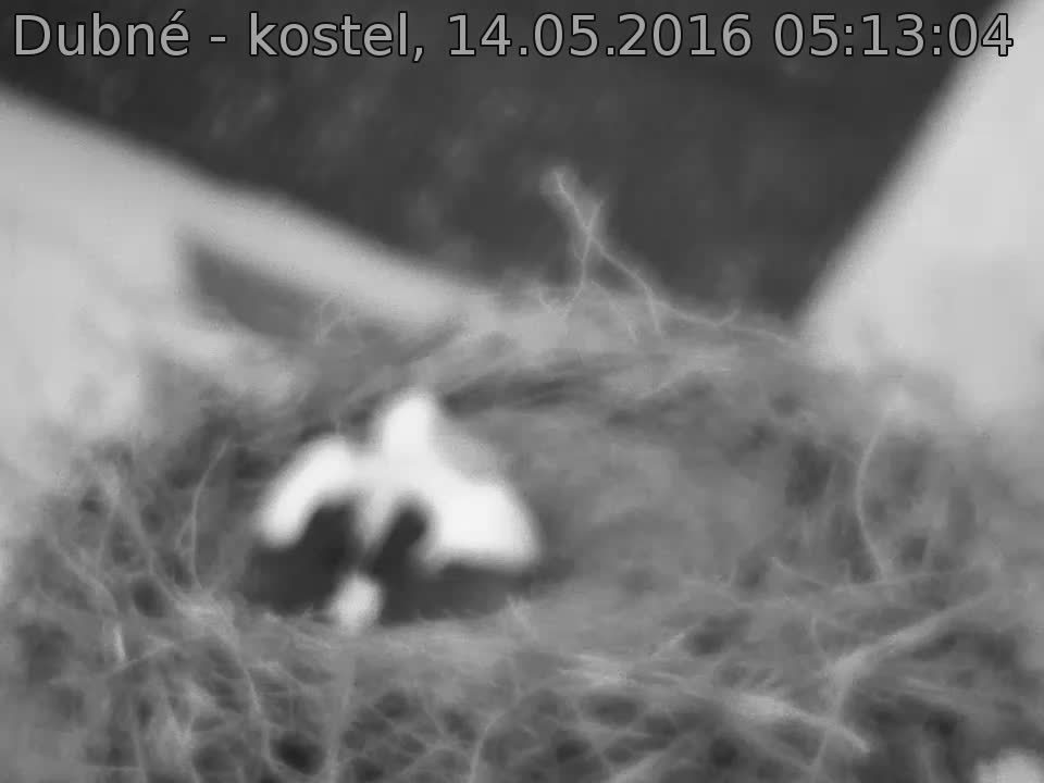 Capi_Dubne_20160514_051304.jpg (960 x 720)
