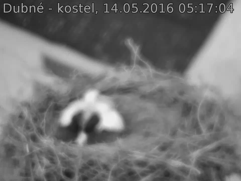 Capi_Dubne_20160514_051704.jpg (960 x 720)