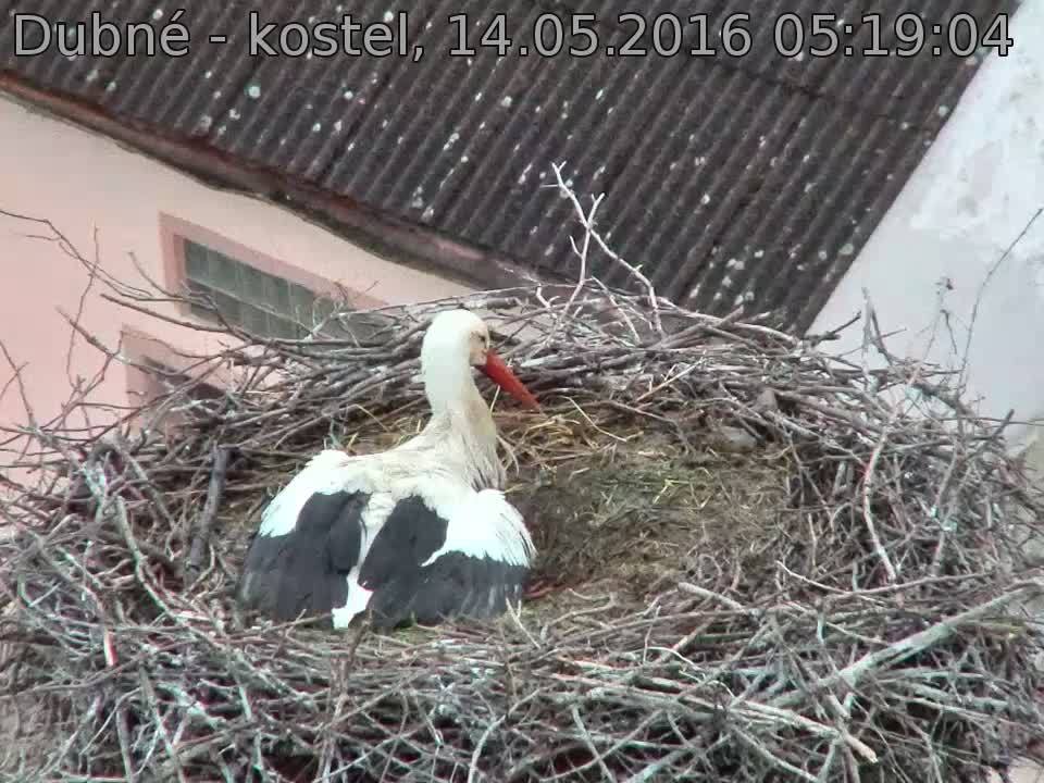 Capi_Dubne_20160514_051904.jpg (960 x 720)
