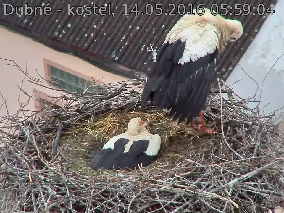 Capi_Dubne_20160514_055904.jpg (960 x 720)