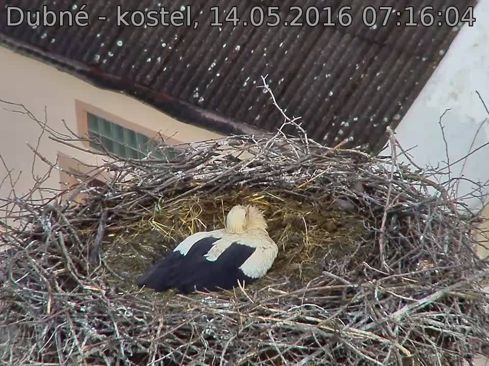 Capi_Dubne_20160514_071604.jpg (960 x 720)