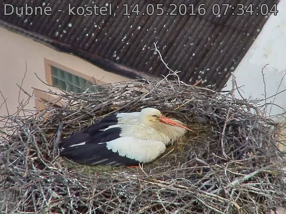 Capi_Dubne_20160514_073404.jpg (960 x 720)