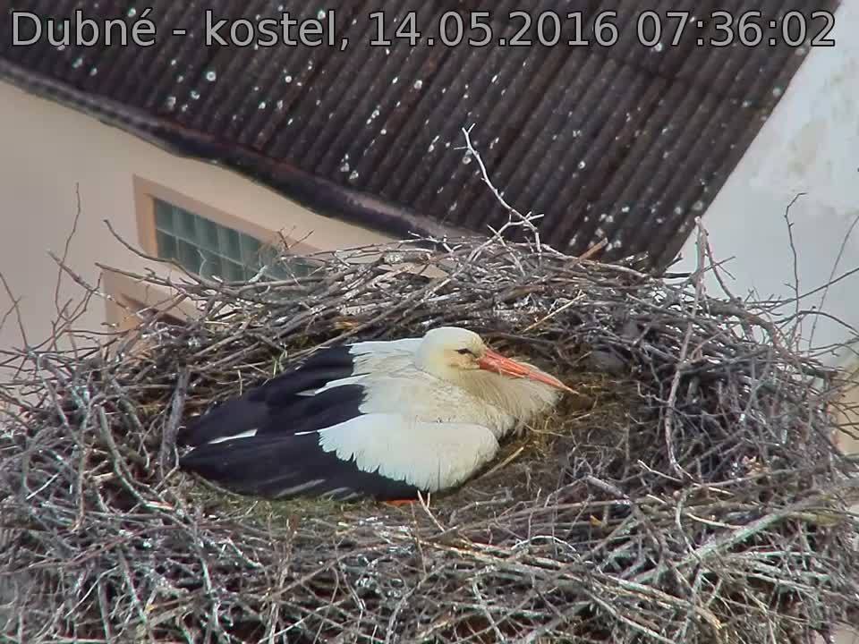 Capi_Dubne_20160514_073602.jpg (960 x 720)