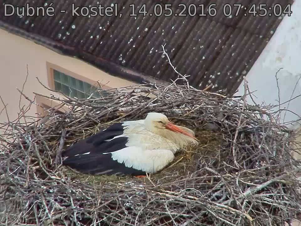 Capi_Dubne_20160514_074504.jpg (960 x 720)